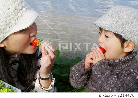 いちご狩り いちご狩り 2214476