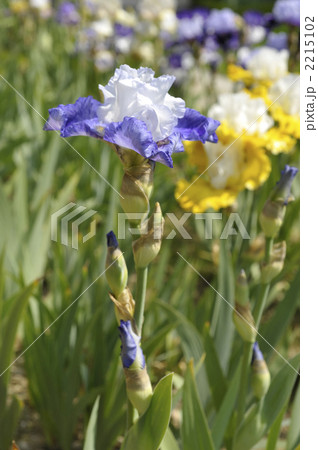 菖蒲の花（薄紫色と白） 2215102