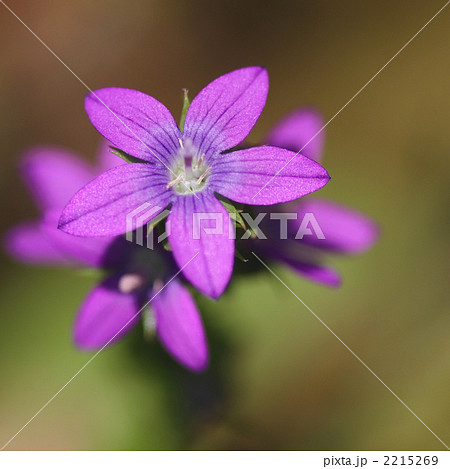 キキョウソウ 2215269