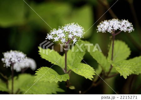 コアジサイ 2215271