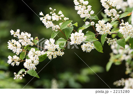 ウツギ ウツギ 2215280