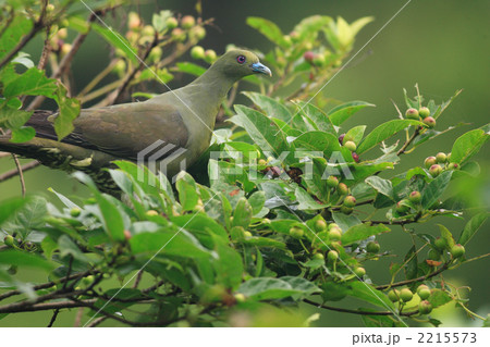 ズアカアオバト 2215573