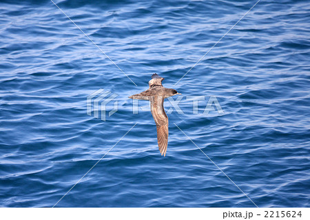 ハシボソミズナギドリ ハシボソミズナギドリ 2215624