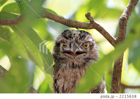 オーストラリアガマクチヨタカ 2215638