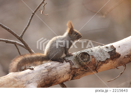 エゾリス エゾリス 2215643