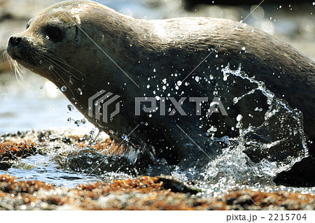 ゴマフアザラシ ゴマフアザラシ 2215704