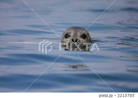 ゴマフアザラシ ゴマフアザラシ 2215705