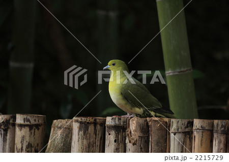 アオバト雌 2215729