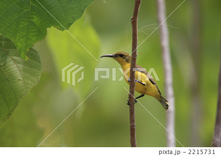 キバラタイヨウチョウ 2215731