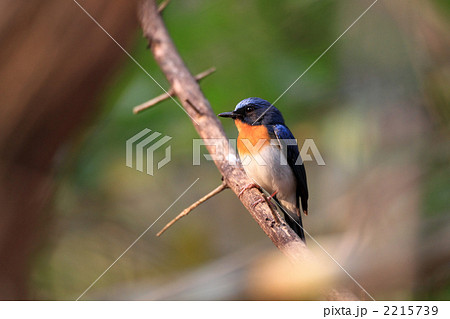 ミヤマヒメアオヒタキ 2215739