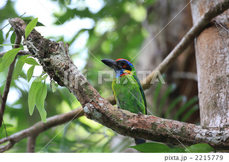 ニシキゴシキドリ 2215779
