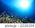 小魚の棲家 2216104