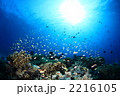 太陽を浴びるサンゴ礁 2216105