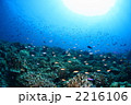 海中の森 2216106