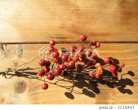 野ばらの赤い実 野ばらの赤い実 2216447