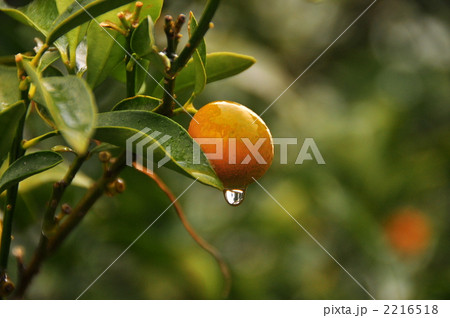 cumquat & drop 2216518