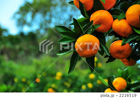 oranges 2216519