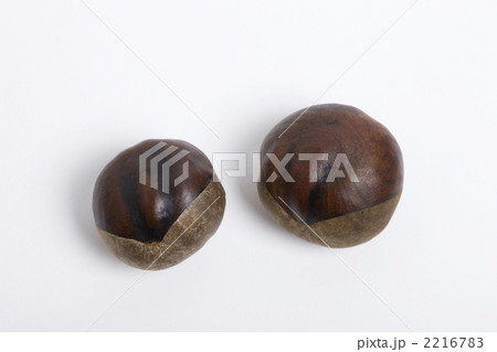 トチの実 2216783