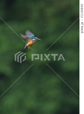 カワセミのホバリング 2216840