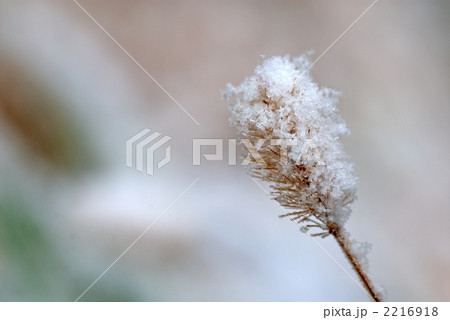 雪化粧 2216918