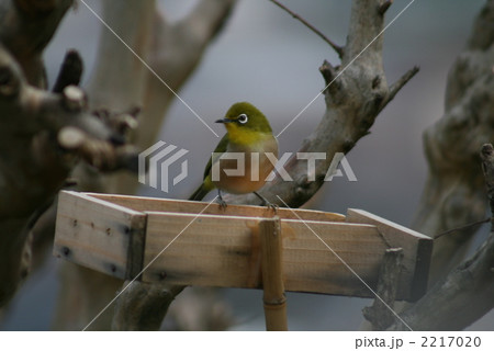 メジロ メジロ 2217020