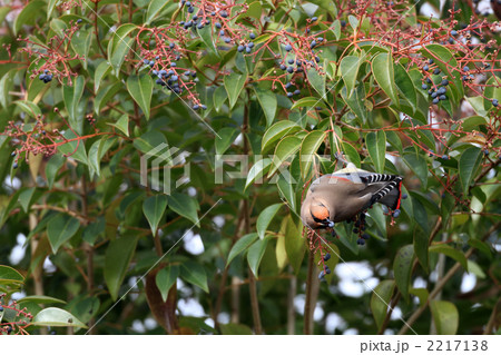 ヒレンジャク 2217138