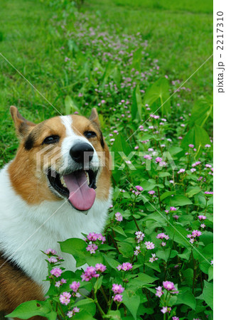 ミゾソバの花と笑う 2217310