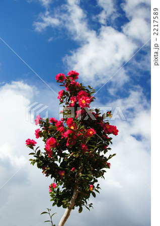 青空と山茶花 青空と山茶花 2217589