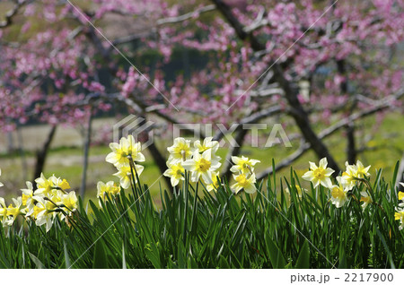 水仙と桃の花 2217900