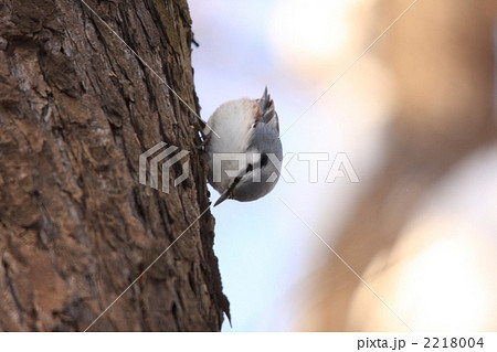 ゴジュウカラ ゴジュウカラ 2218004