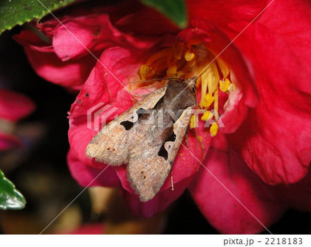 スギタニモンキリガ 2218183