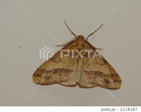 チャバネフユエダシャク雄 2218187