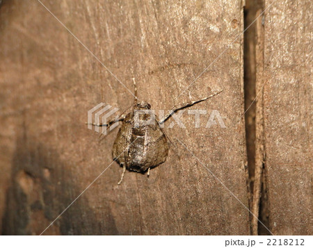 クロオビフユナミシャク雌 2218212