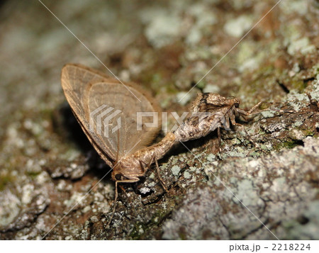 ナミスジフユナミシャク交尾 2218224