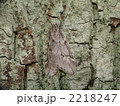 ユキムカエフユシャク 2218247