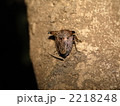 ウシカメムシ 2218248