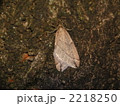 ウスバフユシャク 2218250