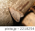 ウスバフユシャク 2218254