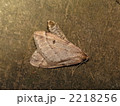 ウスバフユシャク交尾 2218256