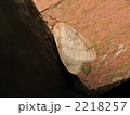 ウスモンフユシャク 2218257