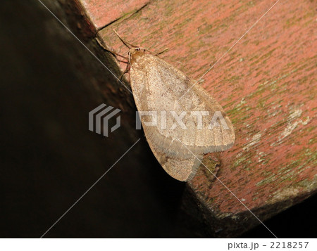 ウスモンフユシャク 2218257