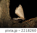 ウスモンフユシャク交尾 2218260