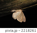 ウスモンフユシャク交尾 2218261