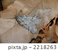ユキムカエフユシャク 2218263