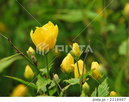 やまぶきのつぼみ 2218997