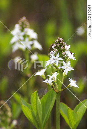 ミツガシワ（20050508_0020） 2219263