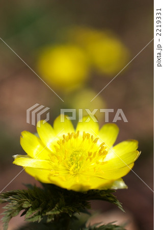 フクジュソウ（20060505-053） 2219331