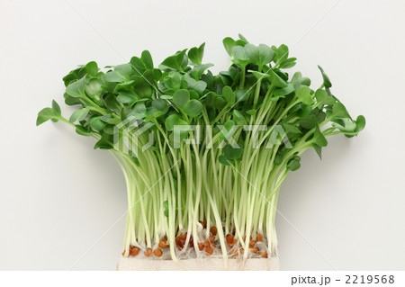 カイワレ大根 カイワレ大根 2219568