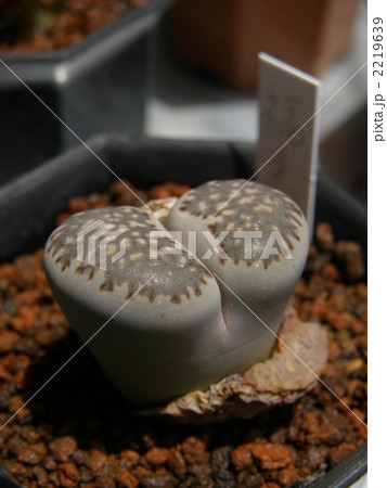 女仙 福来玉 女仙 福来玉 2219639