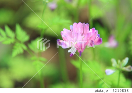 レンゲソウ 蓮華草 れんげ草の写真素材